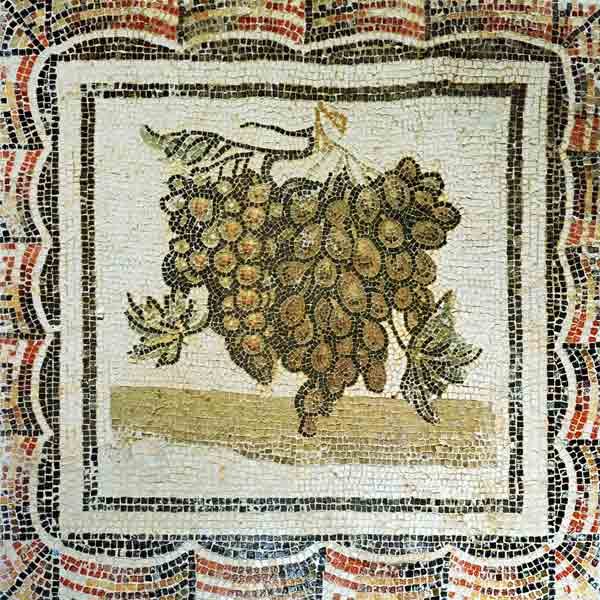 Grappoli d'uva nelle vigne di Tenute Manduano (5)