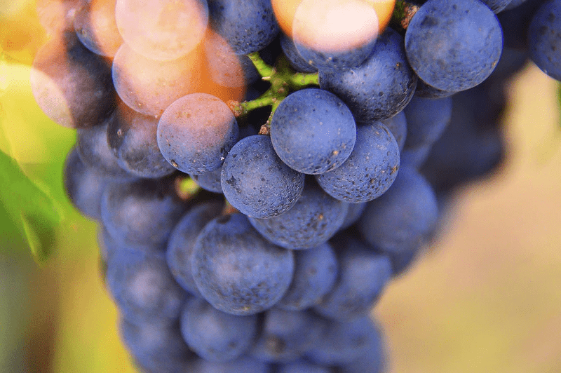Il vino il nostro mondo - Tenute Manduano